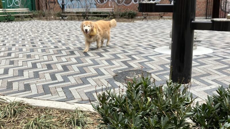 Manuel Plaza - New York, NY