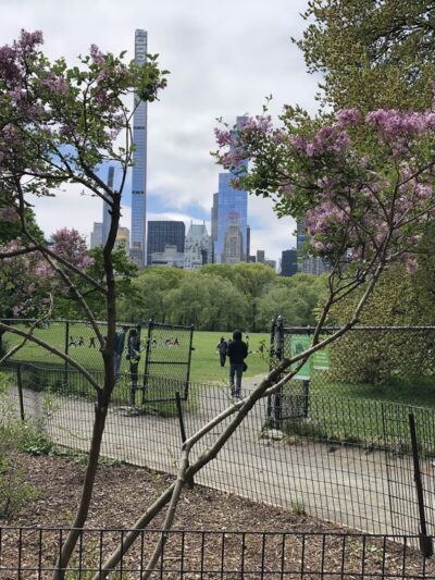 Nell Singer Lilac Walk - New York, NY