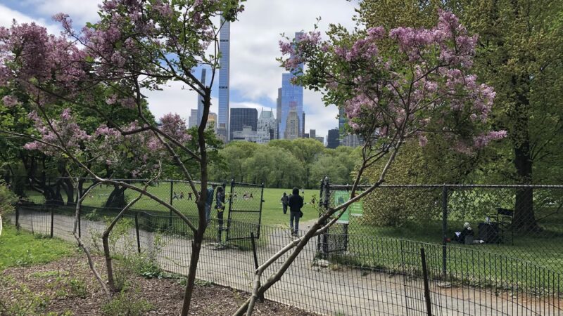 Nell Singer Lilac Walk - New York, NY