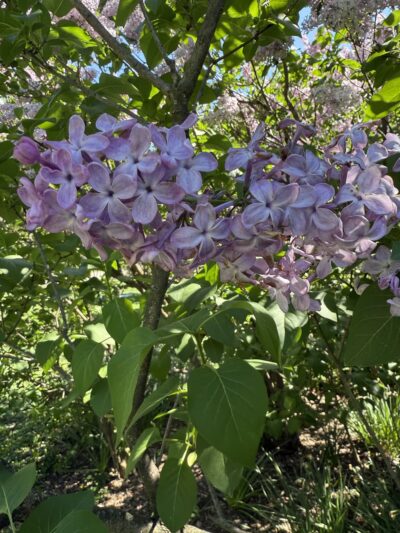 Nell Singer Lilac Walk - New York, NY