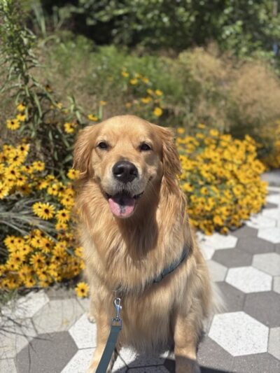 NYC POOCH - New York, NY