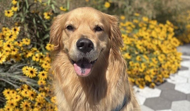 NYC POOCH - New York, NY