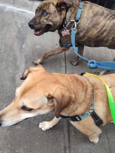 NYC POOCH - New York, NY