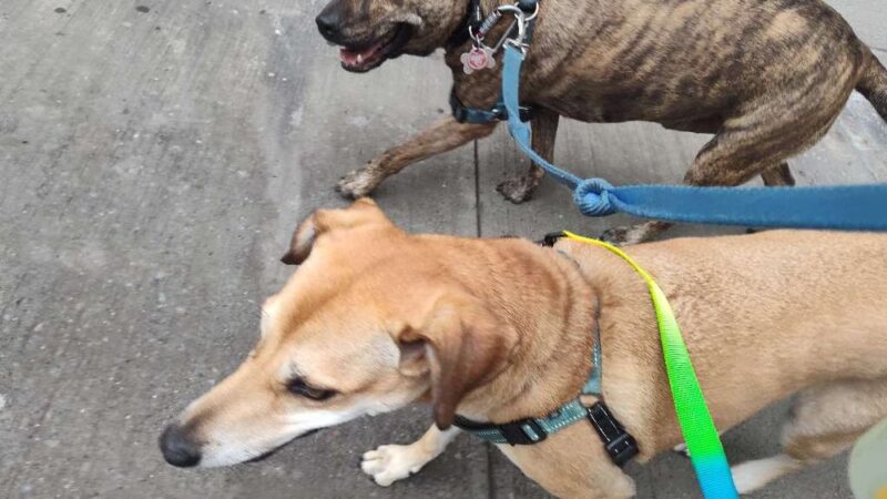 NYC POOCH - New York, NY