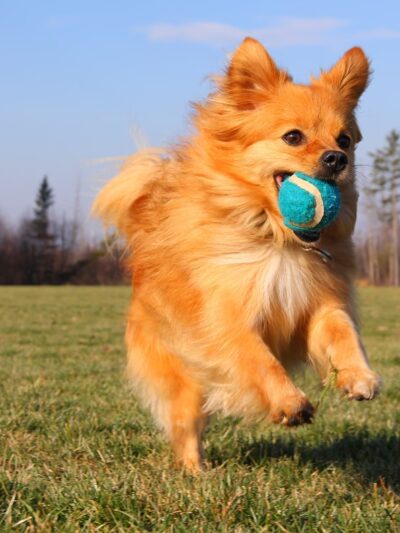 NYC POOCH - New York, NY