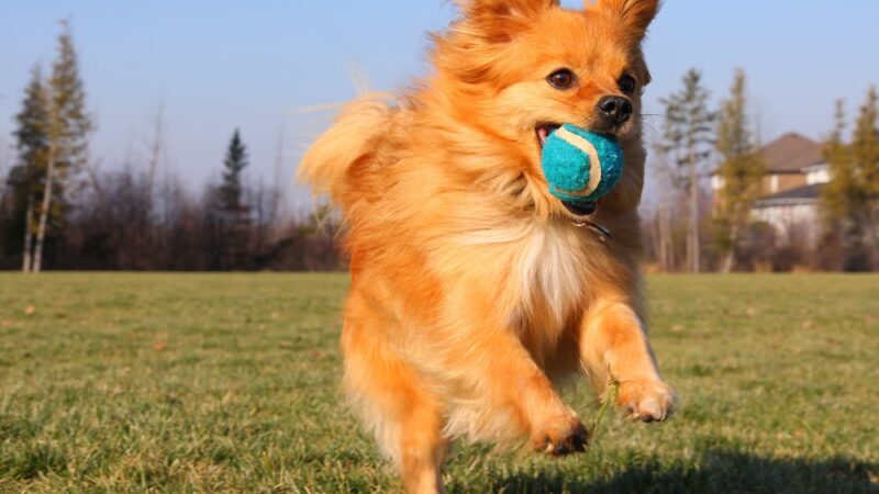 NYC POOCH - New York, NY