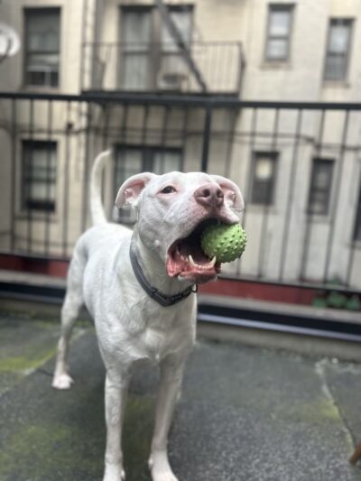 NYC POOCH - New York, NY