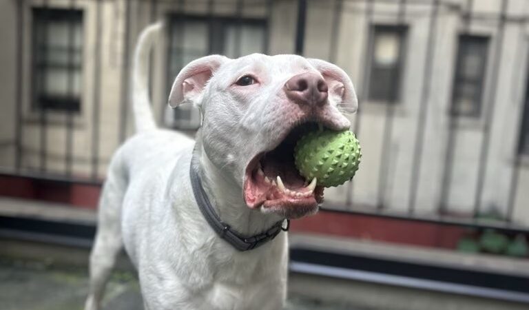NYC POOCH - New York, NY