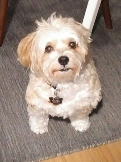 Pet Angel - dog walking and petsitting - New York, NY