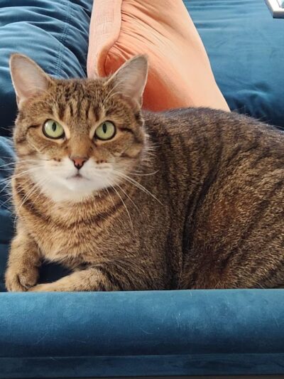 Pet Angel - dog walking and petsitting - New York, NY