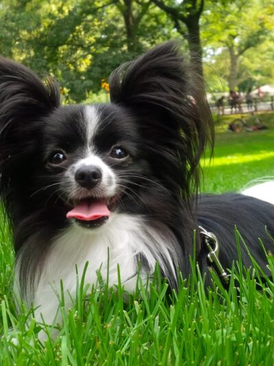 Pet Angel - dog walking and petsitting - New York, NY