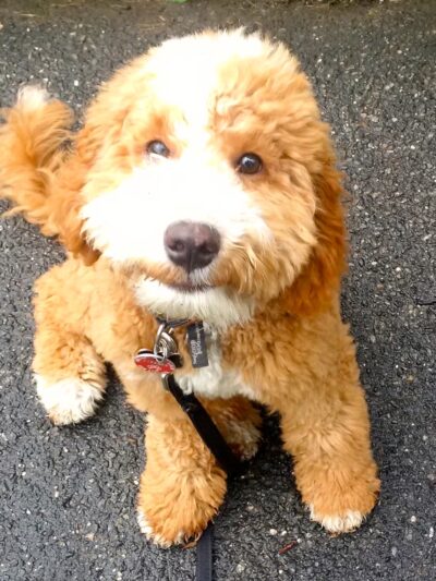 Pet Angel - dog walking and petsitting - New York, NY