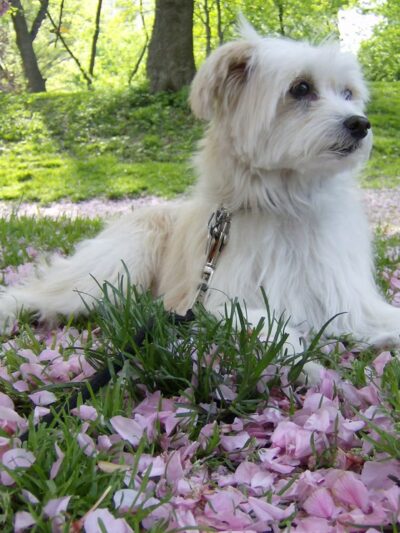 Pet Angel - dog walking and petsitting - New York, NY