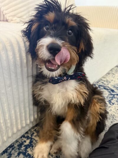 Pet Love NYC - New York, NY