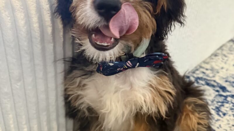 Pet Love NYC - New York, NY