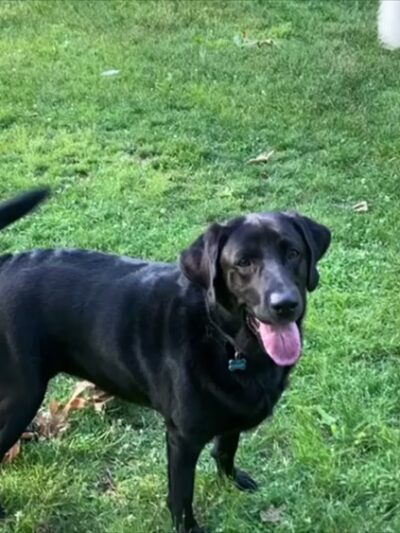 Pet Love NYC - New York, NY