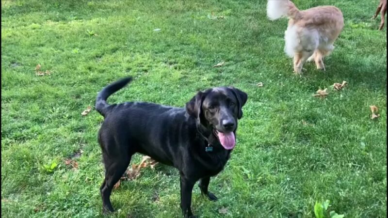 Pet Love NYC - New York, NY