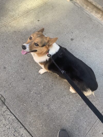 Pet Love NYC - New York, NY