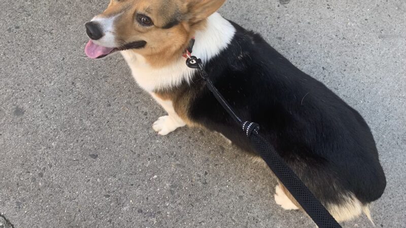 Pet Love NYC - New York, NY