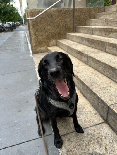 Pet Love NYC - New York, NY