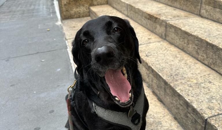 Pet Love NYC - New York, NY