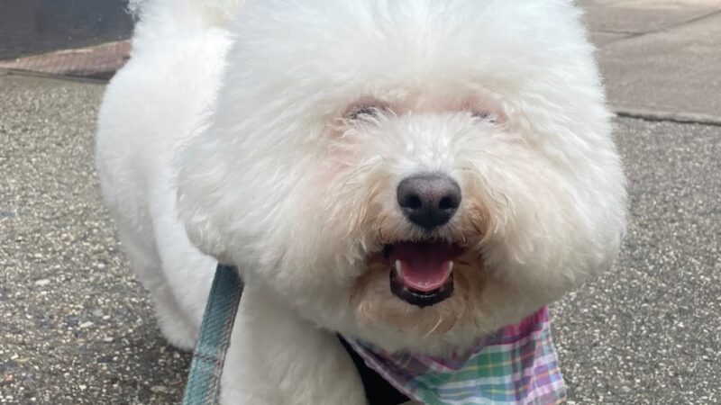 Pet Love NYC - New York, NY