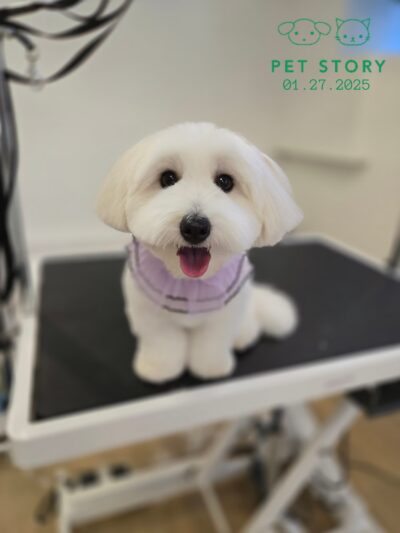 Pet Story NY - New York, NY