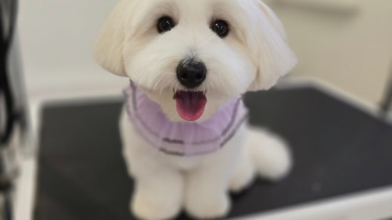 Pet Story NY - New York, NY