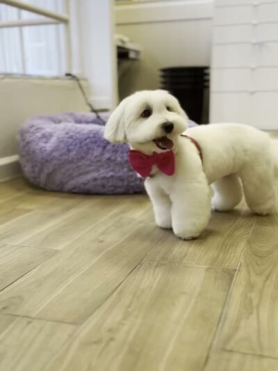 Pet Story NY - New York, NY