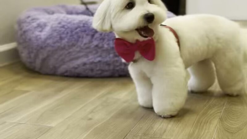 Pet Story NY - New York, NY