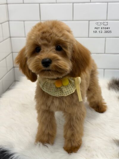 Pet Story NY - New York, NY