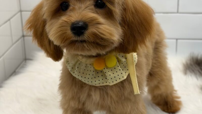 Pet Story NY - New York, NY