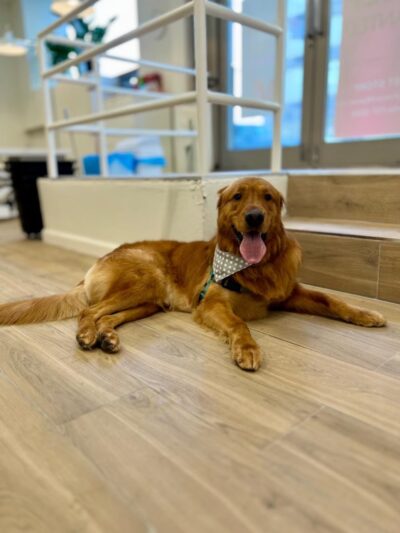 Pet Story NY - New York, NY