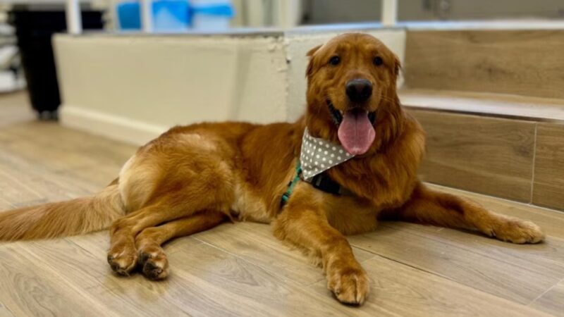 Pet Story NY - New York, NY