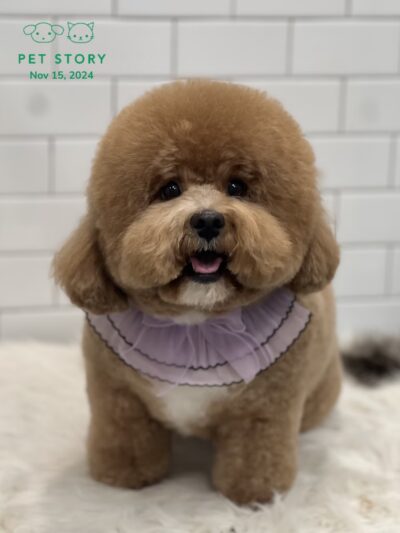 Pet Story NY - New York, NY