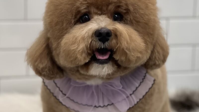 Pet Story NY - New York, NY