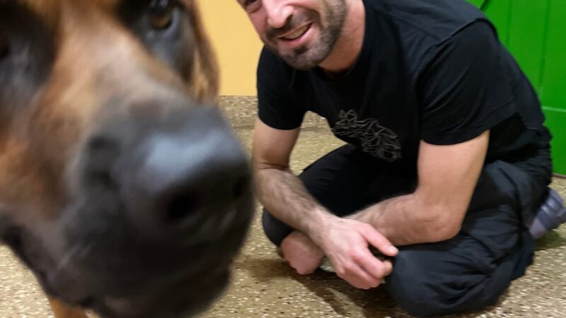 PJH Dog Training - New York, NY