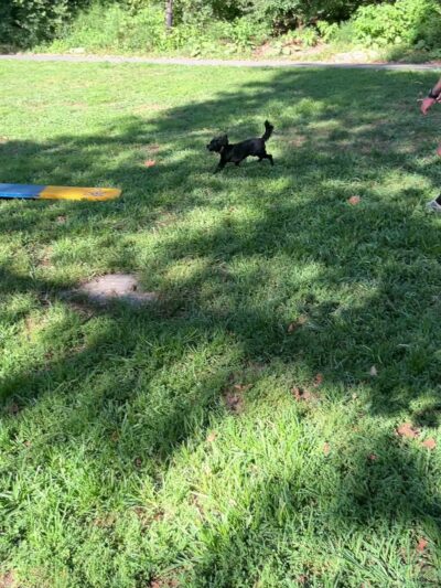 PJH Dog Training - New York, NY