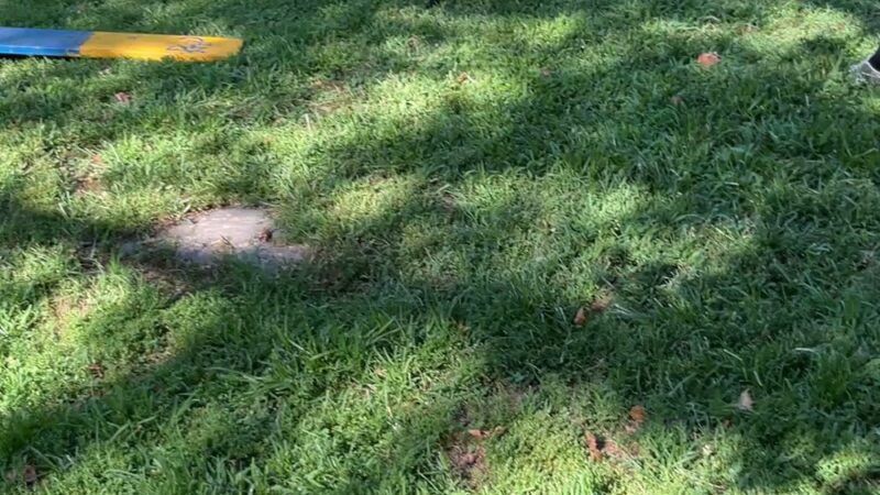 PJH Dog Training - New York, NY