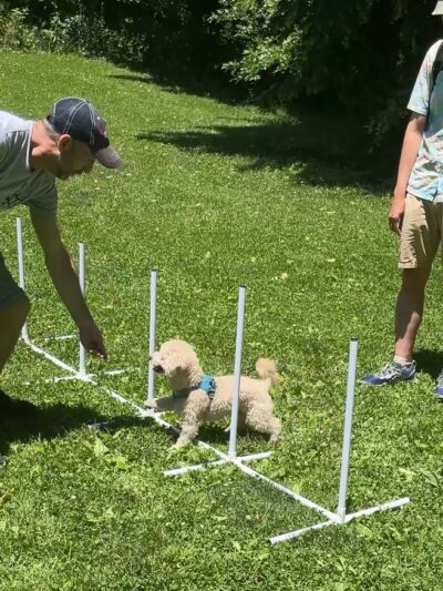 PJH Dog Training - New York, NY