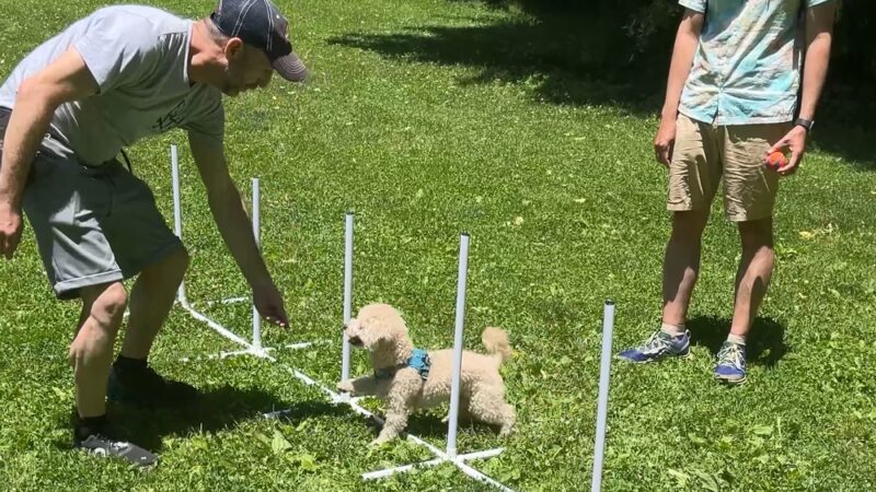 PJH Dog Training - New York, NY