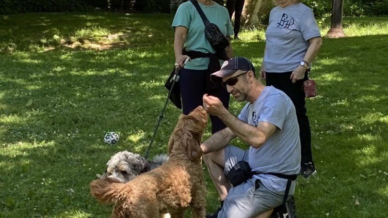 PJH Dog Training - New York, NY