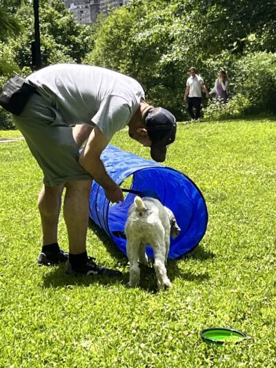 PJH Dog Training - New York, NY