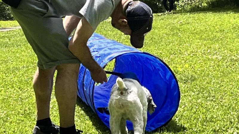 PJH Dog Training - New York, NY