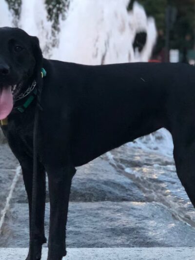 Play Pals NYC - New York, NY