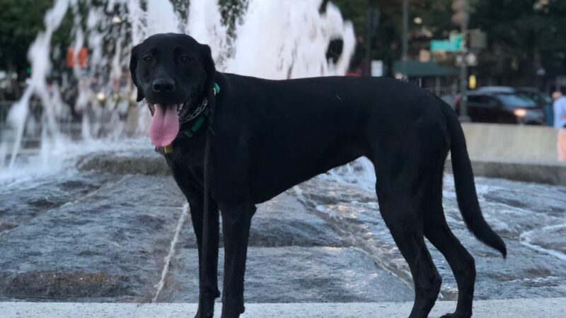 Play Pals NYC - New York, NY