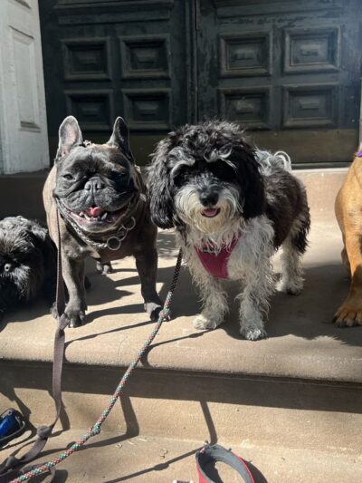 Play Pals NYC - New York, NY