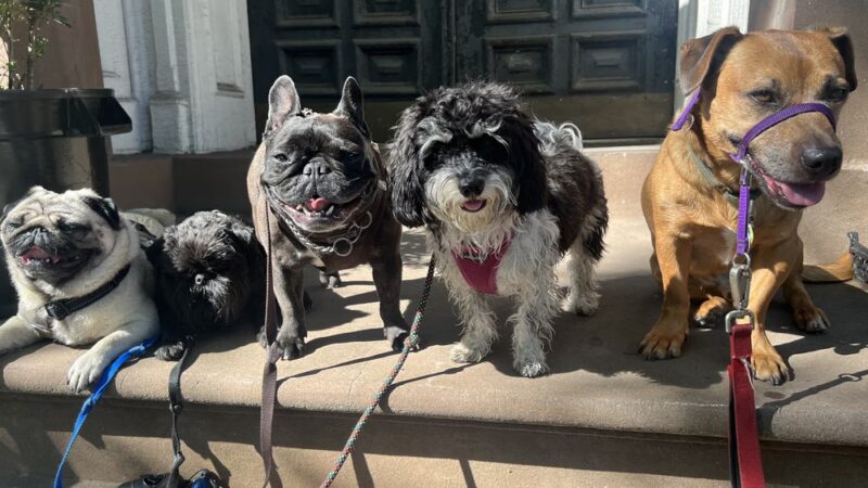 Play Pals NYC - New York, NY