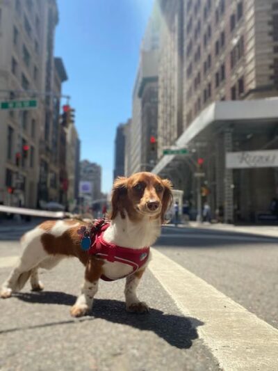 Play Pals NYC - New York, NY