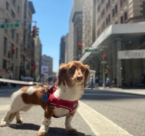 Play Pals NYC - New York, NY